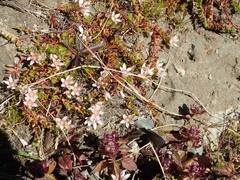 Lysimachia buxifolia