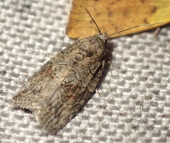 Garella