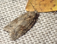 Garella