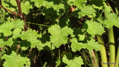 Pelargonium greytonense