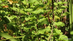 Pelargonium greytonense