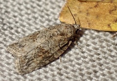 Garella