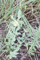 Hypericum aethiopicum