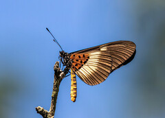 Acraea aganice