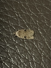 Agonopterix propinquella