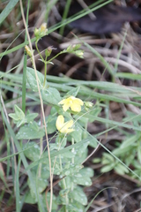 Hypericum aethiopicum