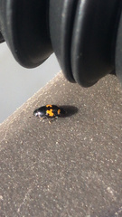 Glischrochilus fasciatus