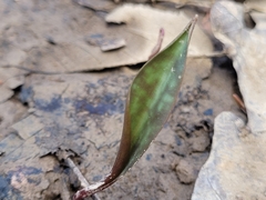 Erythronium americanum