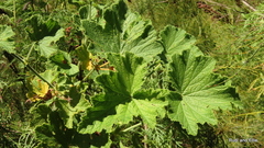 Pelargonium papilionaceum