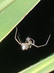 Argyrodes antipodianus
