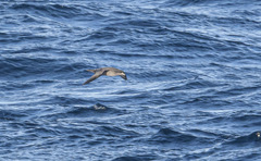 Ardenna tenuirostris