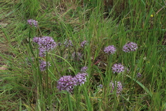 Allium tel-avivense