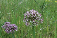 Allium tel-avivense