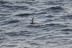 Ardenna tenuirostris