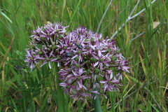 Allium tel-avivense
