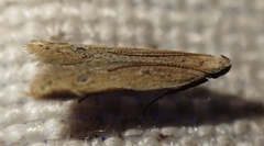 Mesophleps