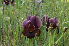Iris atropurpurea