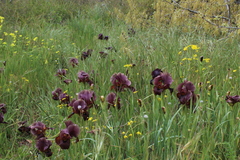 Iris atropurpurea