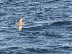 Ardenna tenuirostris