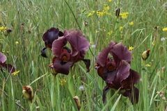 Iris atropurpurea