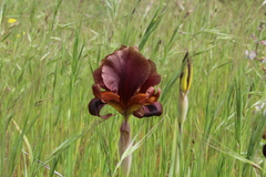 Iris atropurpurea