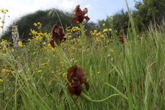 Iris atropurpurea