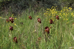 Iris atropurpurea