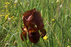 Iris atropurpurea