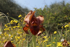 Iris atropurpurea