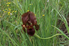Iris atropurpurea