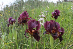 Iris atropurpurea