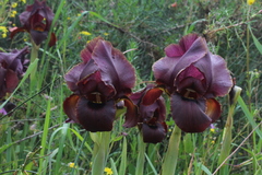 Iris atropurpurea