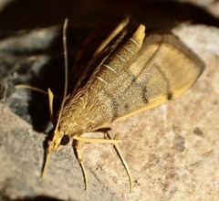 Omiodes indicata