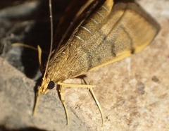 Omiodes indicata