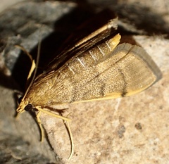 Omiodes indicata
