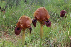 Iris atropurpurea