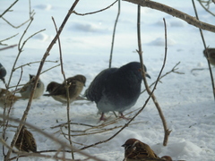 Columba livia domestica