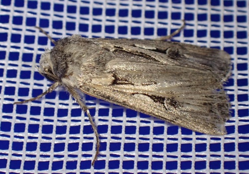 Agrotis subspinifera