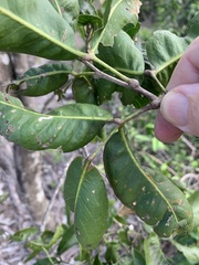 Cupaniopsis anacardioides