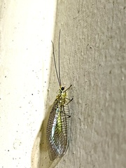 Italochrysa insignis