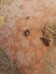 Steatoda ancorata