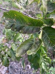 Cupaniopsis anacardioides