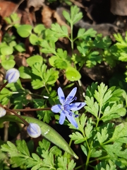 Scilla