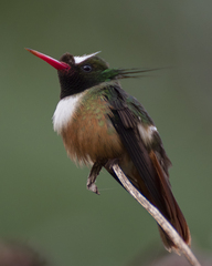 Lophornis adorabilis