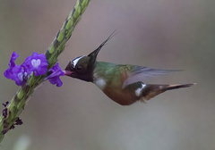 Lophornis adorabilis
