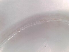 Transennella angulifera