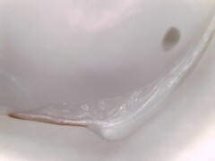 Transennella angulifera