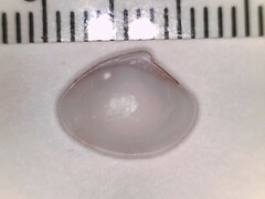 Transennella angulifera