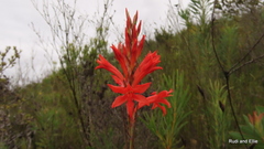 Tritoniopsis burchellii