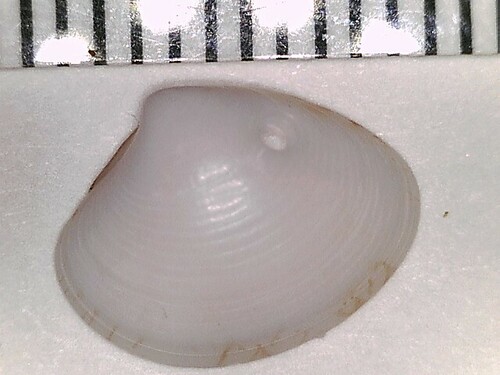 Transennella stimpsoni